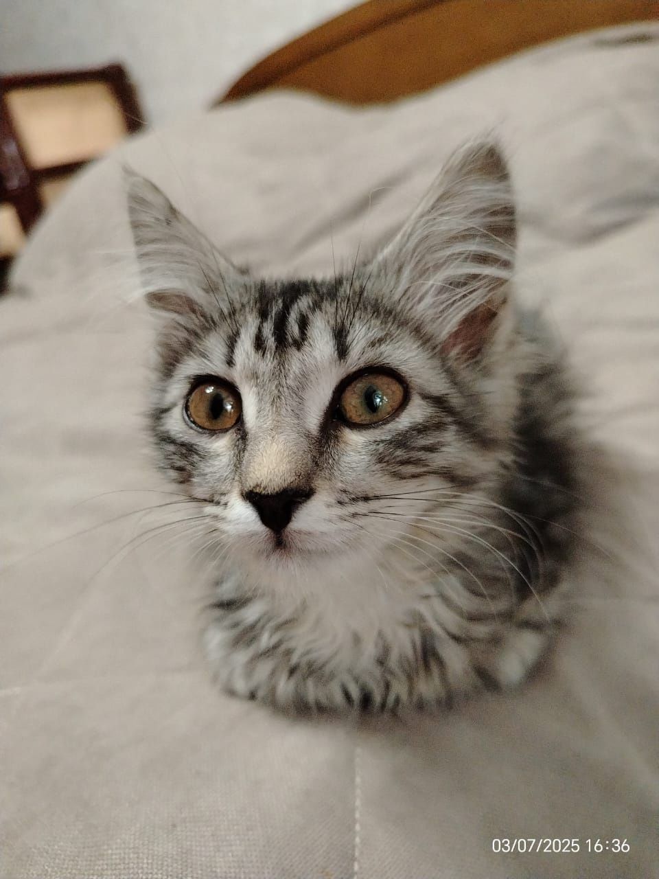 Котенок  девочка