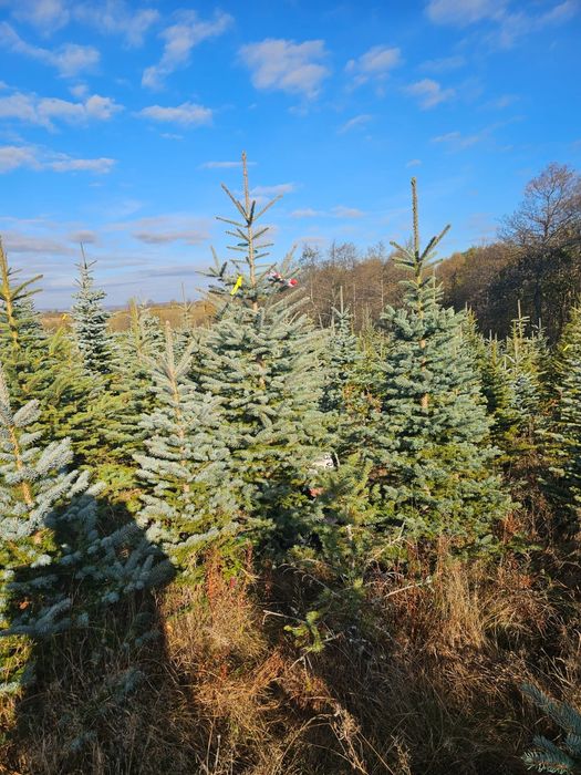 Vand Brazi Arginti și Verzi