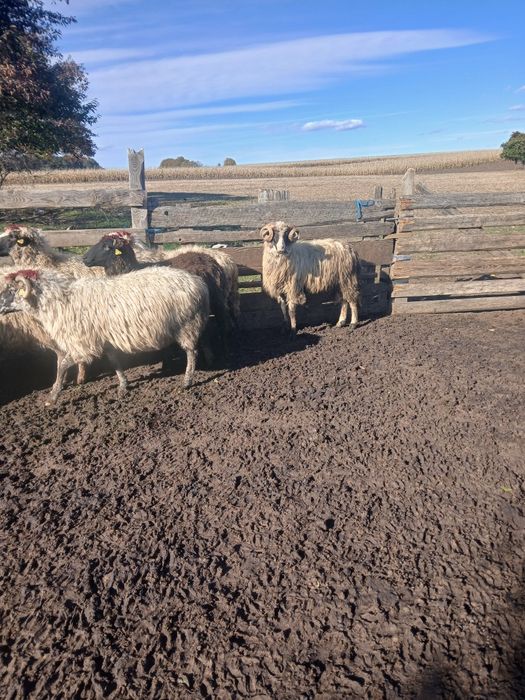 Vând 10 oi și un berbec