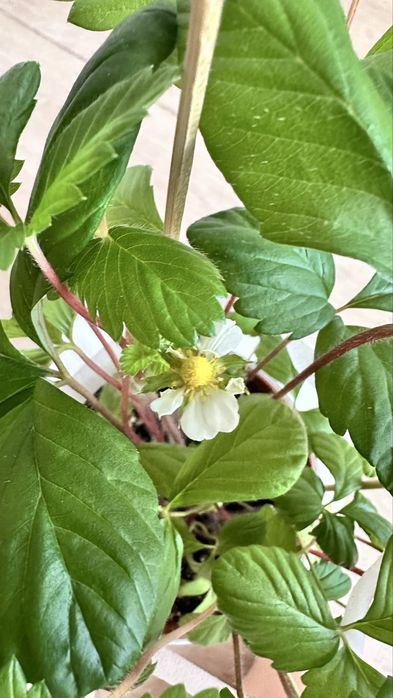 Комнатное растение. Земляника ремонтатная