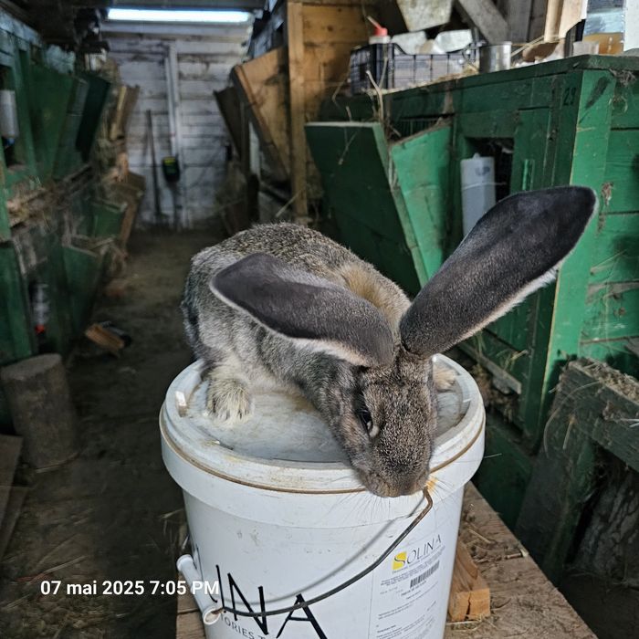 Pui uriaș belgian gri