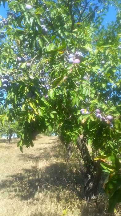 Vand prune coapte