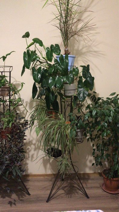 Комнатные растения от 2000