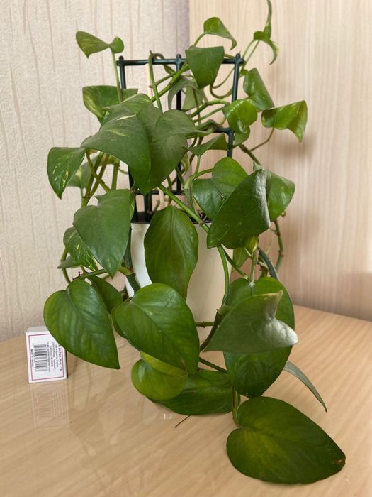 Продам сциндапсус,фикус,драцену.