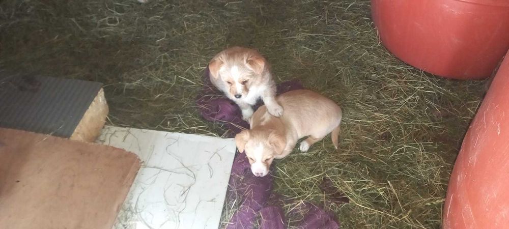 Ofer caini spre adoptie