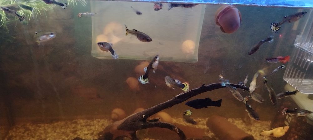 Pești guppy mix de vânzare