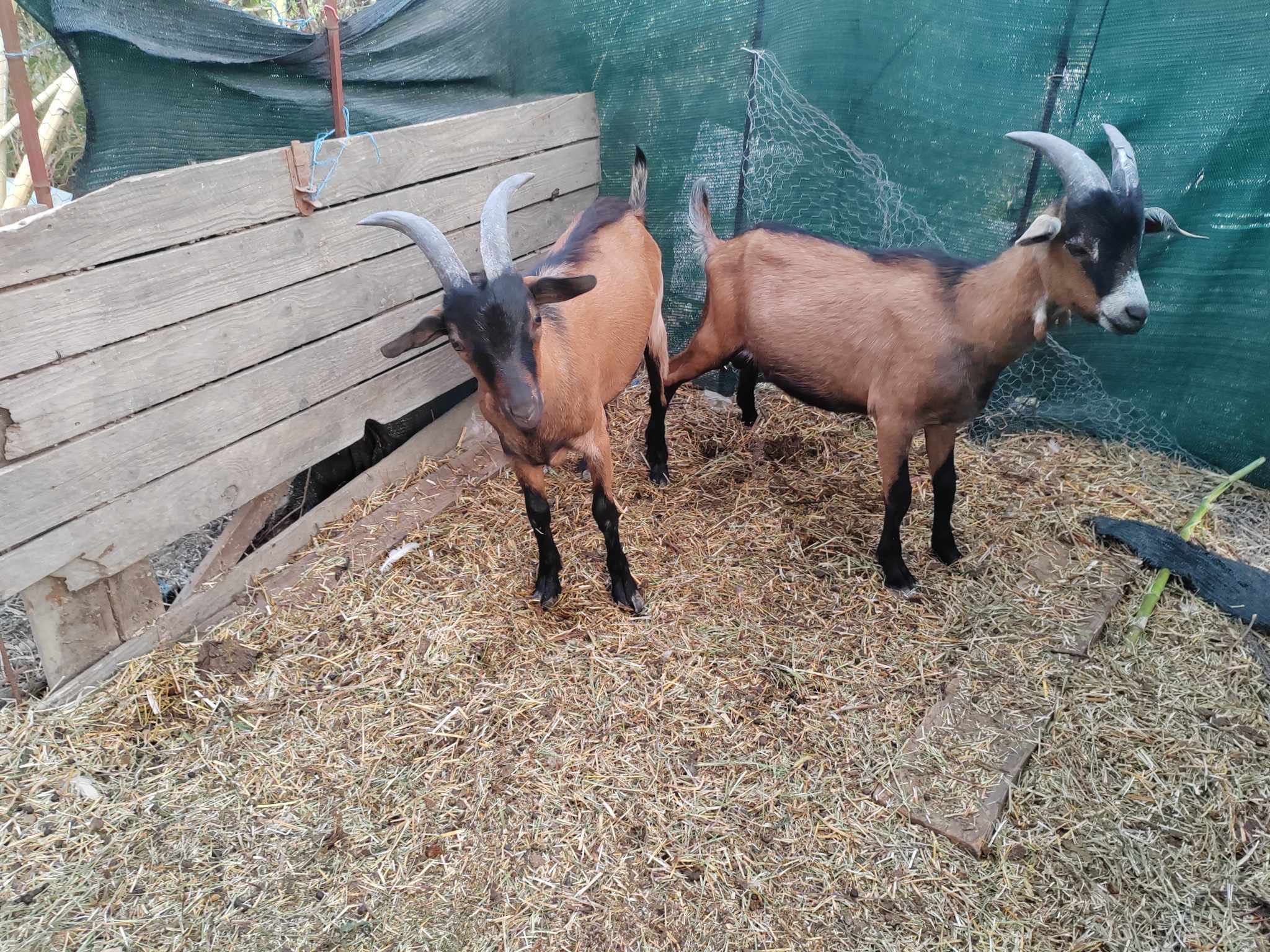 Țapi alpini francez 6 luni