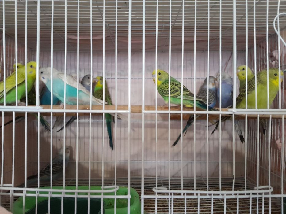 Продам попугай молодые волнистые