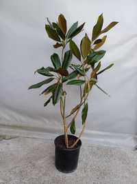 Подарък за 8-МИ март Магнолия Grandiflora вечнозелена 140 см