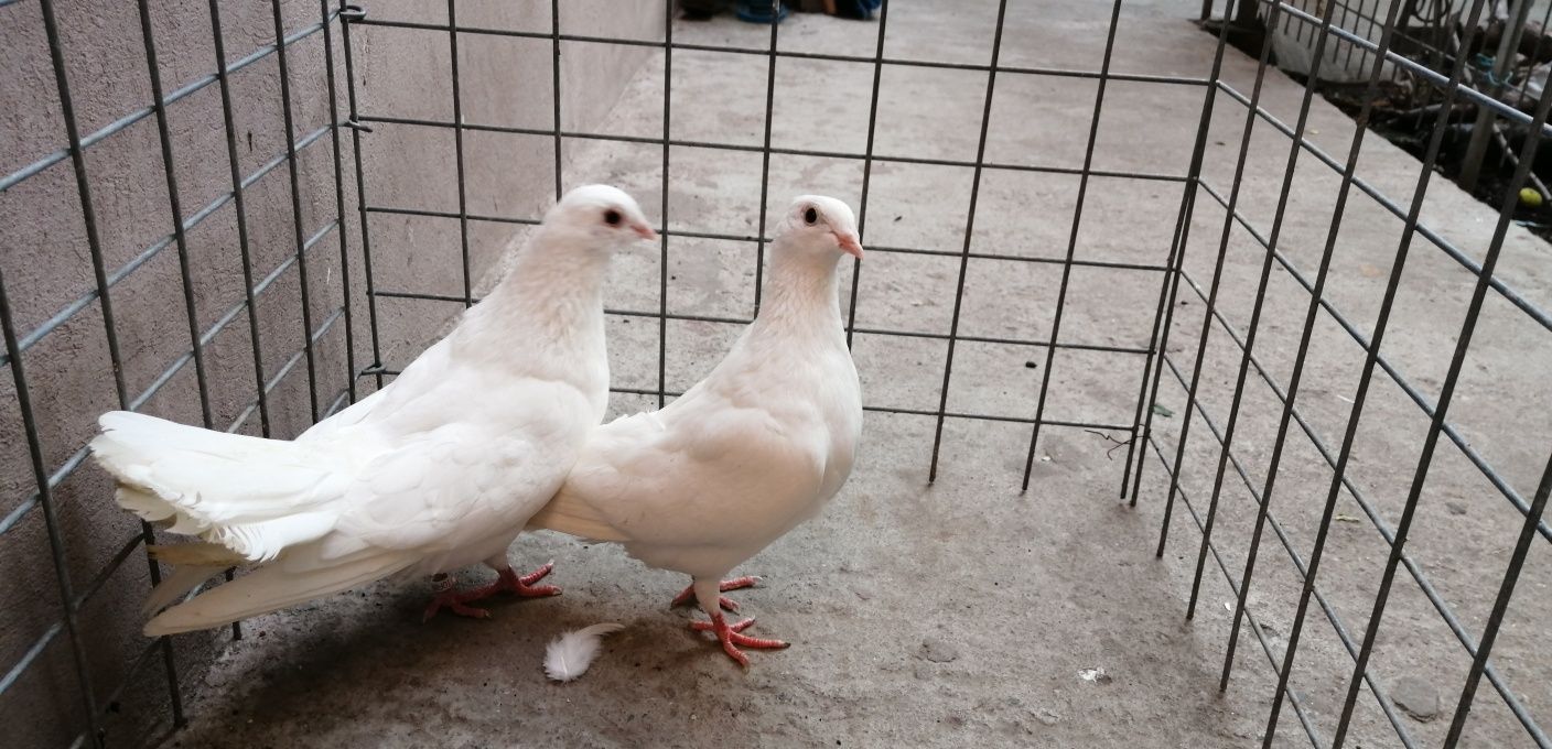Porumbei Gălățeni albi