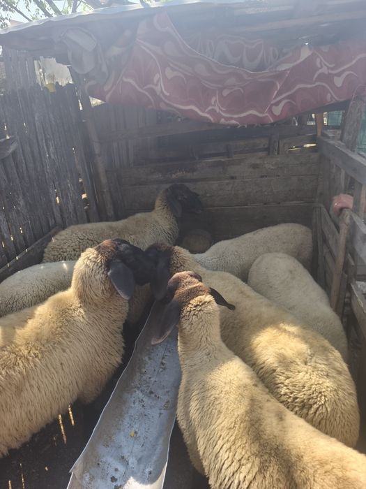 Miele carabase  bune de prăsilă