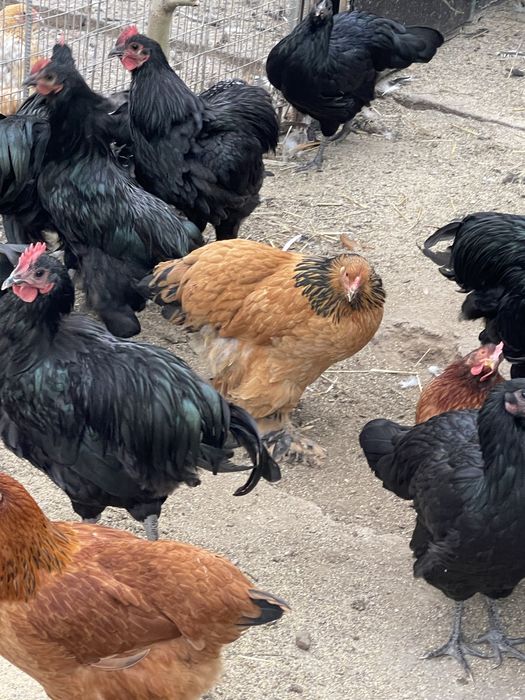 Pasari de rasa. Australorp, Plymouth Galben, Brahma