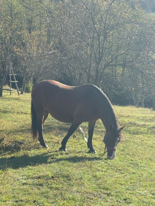 Iapă semi-greu cu mânz sănătos