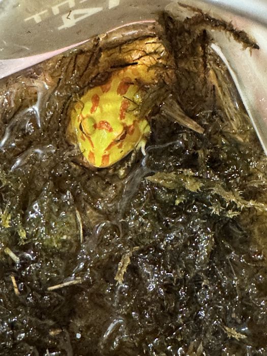 Бородатая агама в продаже