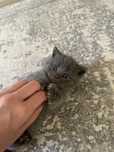 Породистые котята