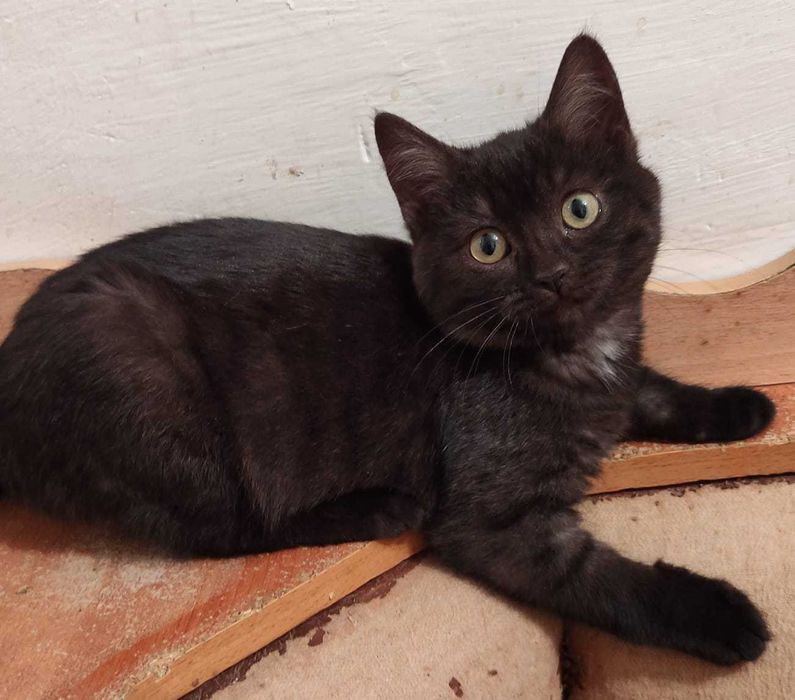 Котята в добрые ручки.