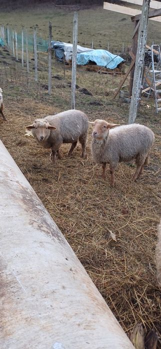 Mielute țigaie ruginie