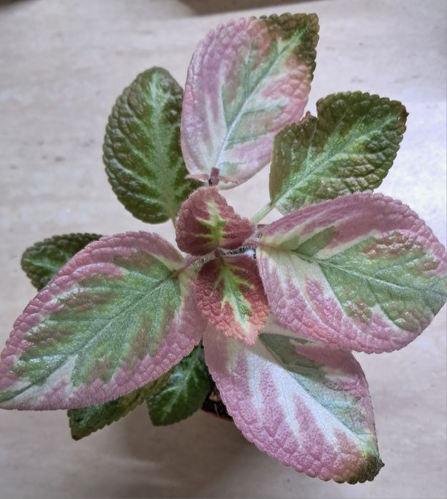 Комнатные цветы неприхотливые