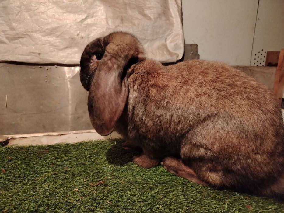 продам крола не развязан