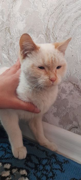 15kun ichidan qaytarib olib keberishlarin mumkun pul qaytarb beriladi