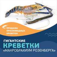 Впервые в Узбекистане: гигантские пресноводные аквариумные креветки!