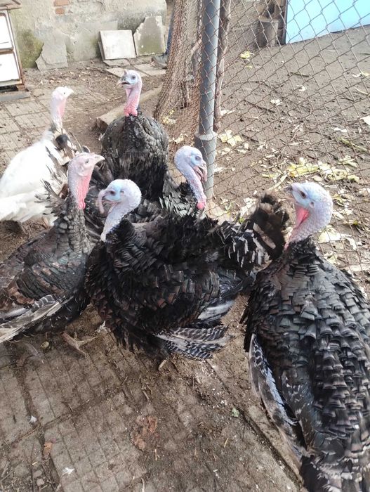 Домашни пуйки кръстоска