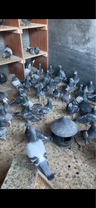 Porumbei voiajori matca si tineret