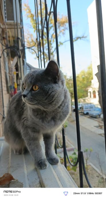 Britan Mushugi erkak Sotiladi.Sovg'aga Uychasi Ham Bor!