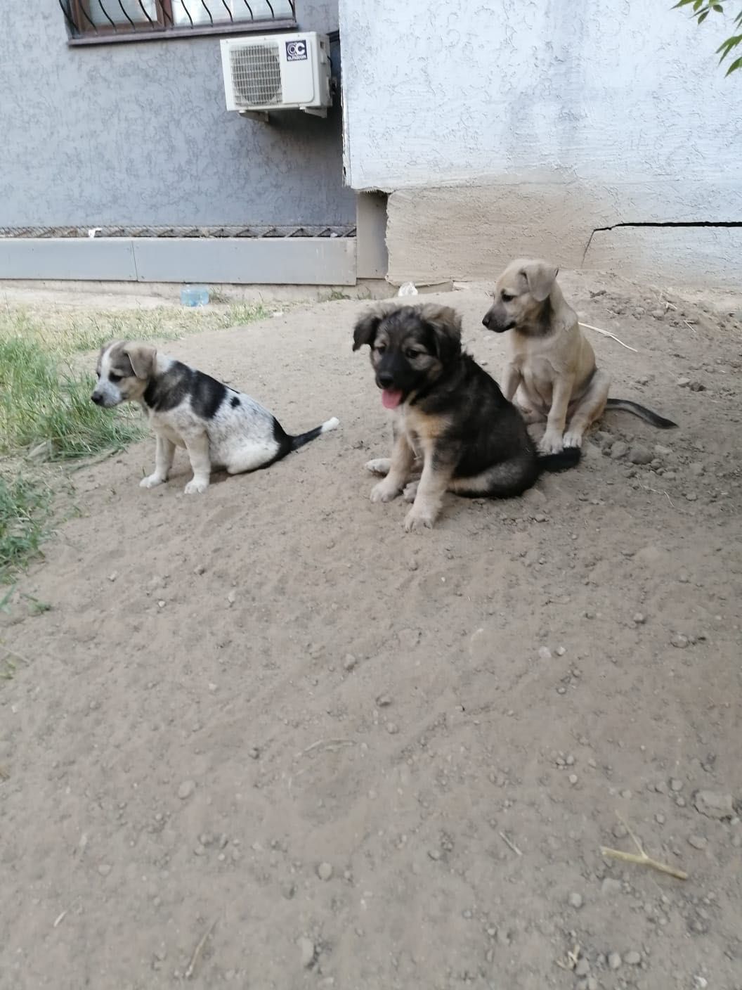 Ищем семью щеночкам