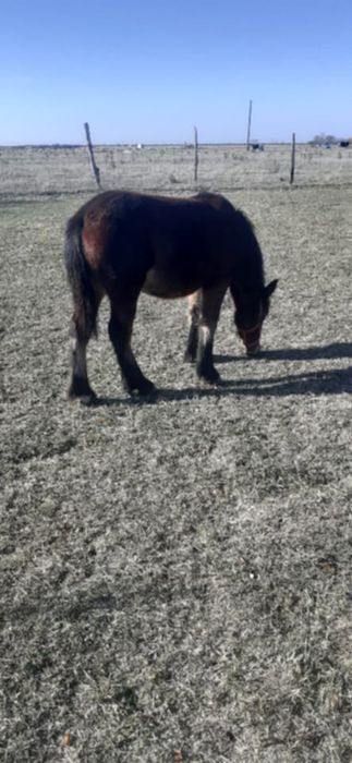 De vânzare mânză de 6 luni