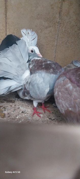 Vând porumbei  curcani/rotați