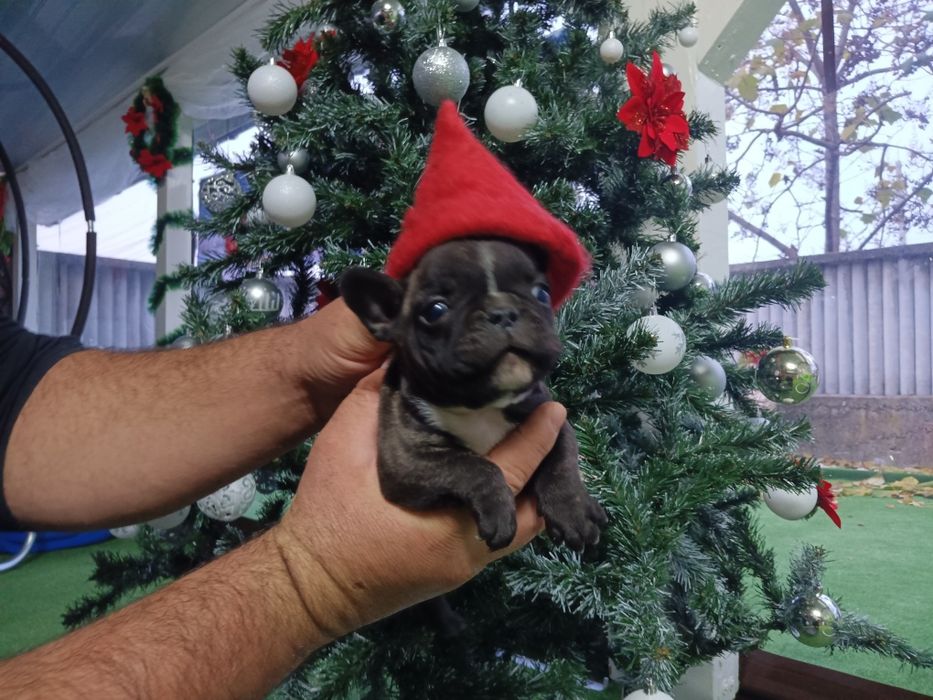 Френски булдог french bulldog