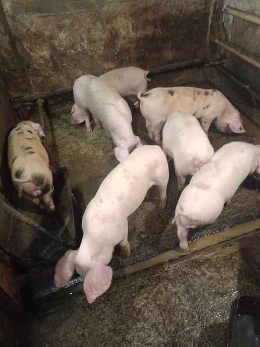 Продавам прасета