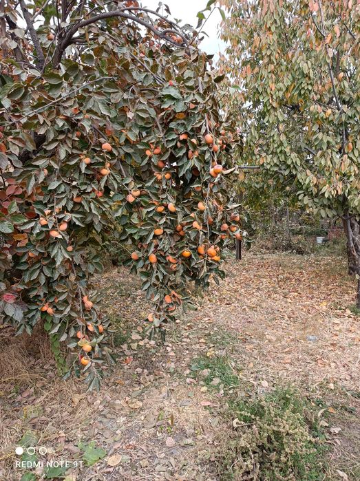 Хурма зимняя инжирная