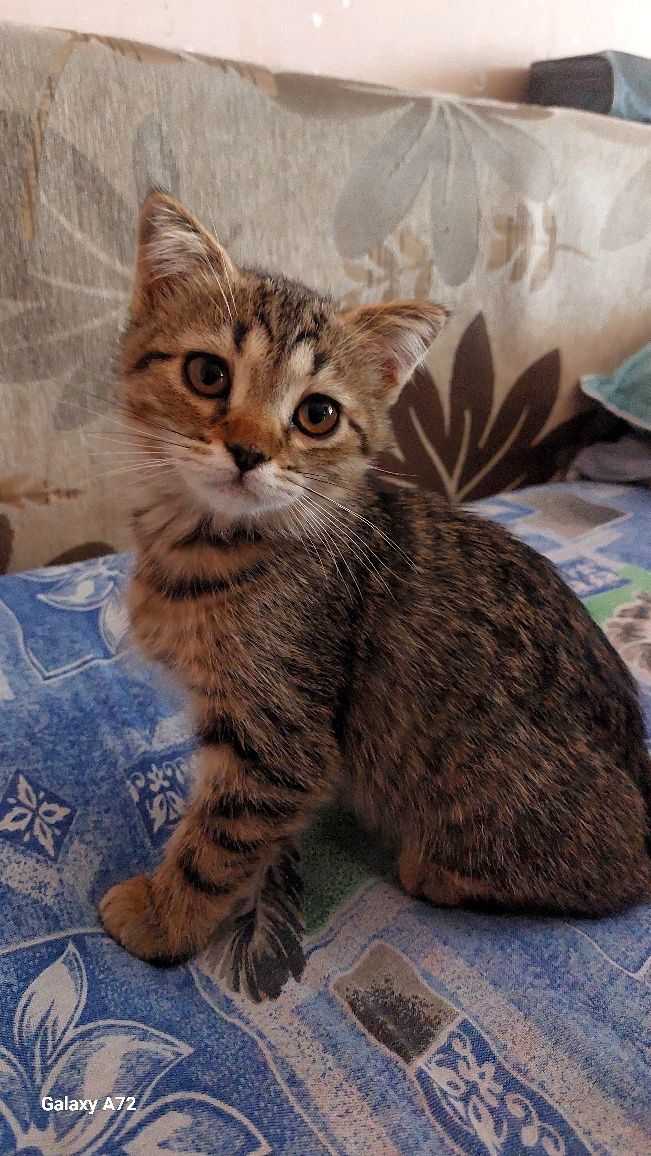 Бесплатно котята