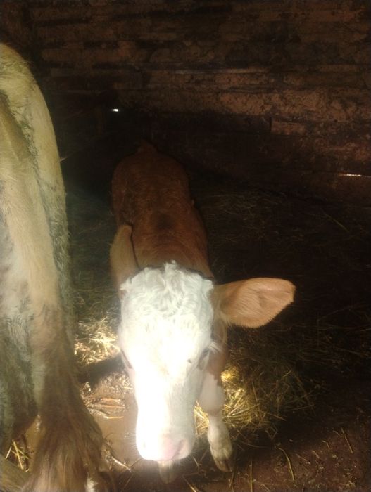 Vând vaca bălțată româneasca cu vital de 5 săptămâni