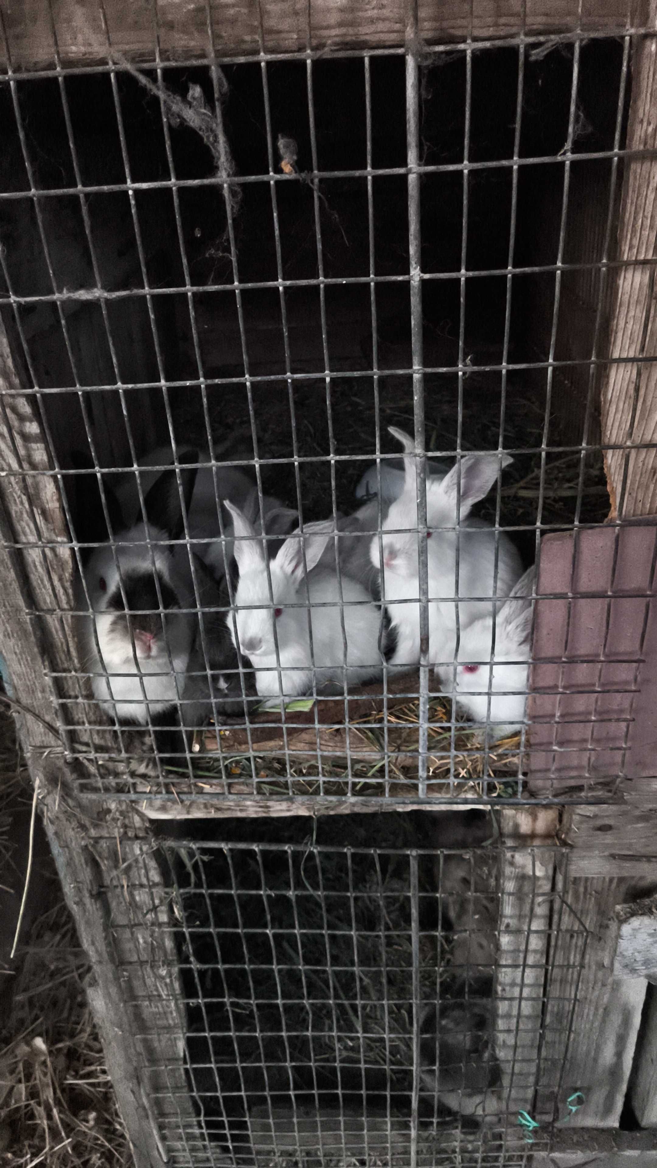 Iepurași de vânzare 25 ron