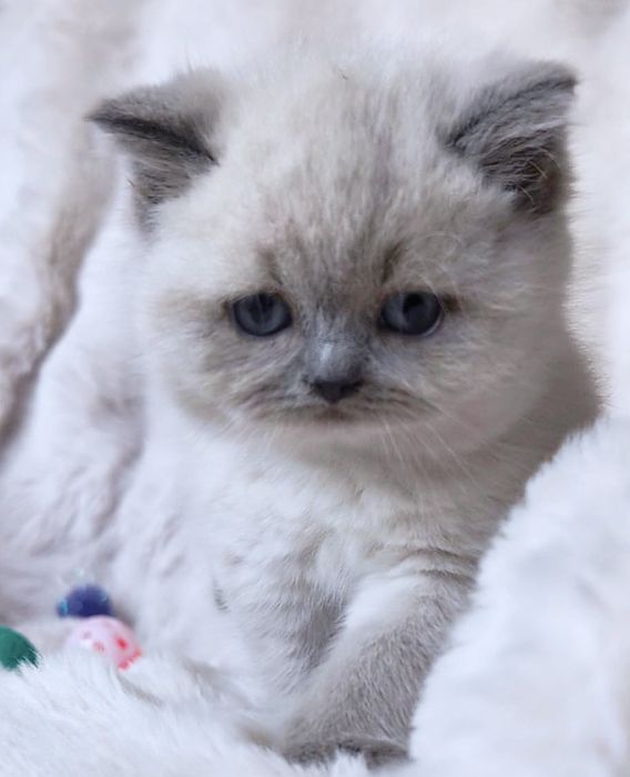 Британска късокосместа