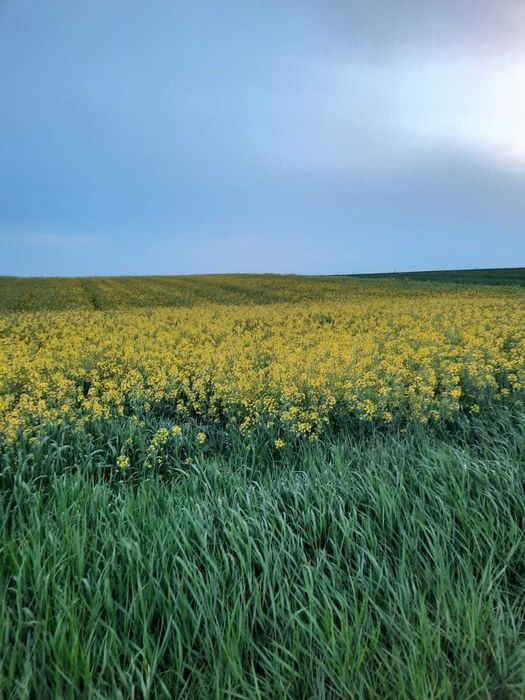 Miere Capaceala si Propolis