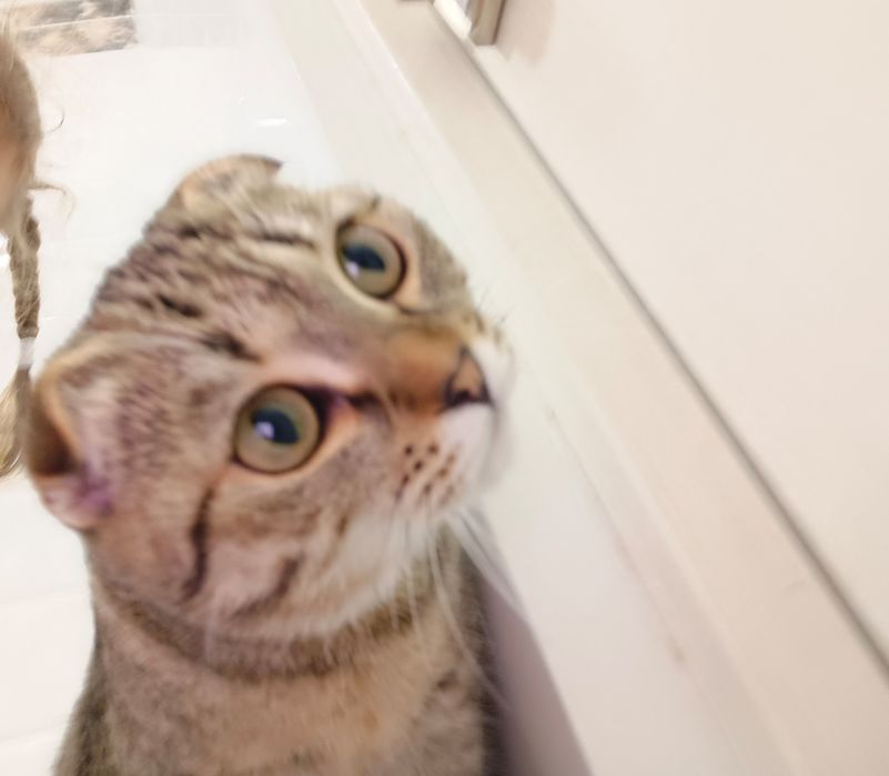 Кошка домашняяВеслоухо