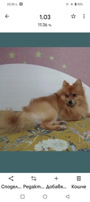 Арчи среден немски шпиц на шест години