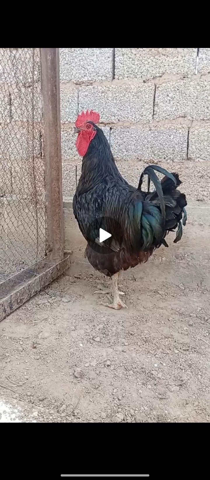 Jersiy gigant xorozi sotiladi