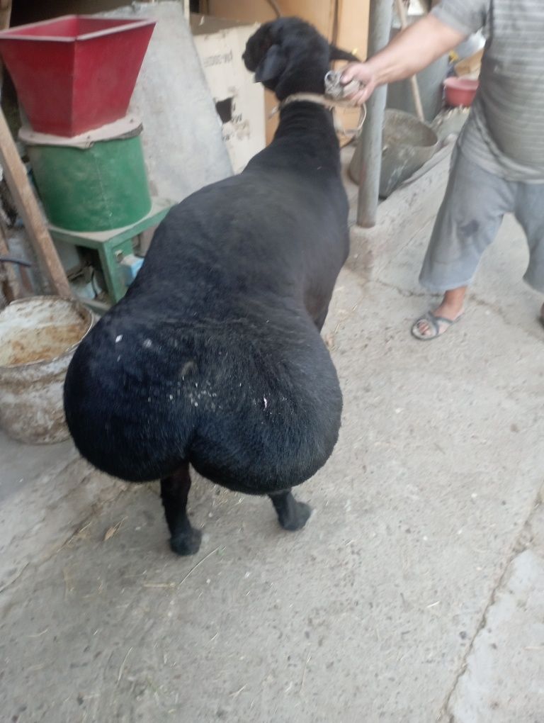 Zot uchun qoʻchqor