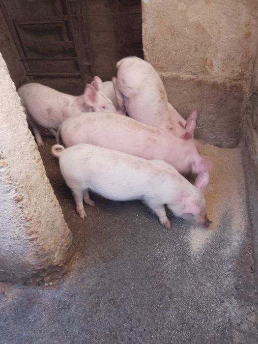 Свободни прасета от 25 кг до 180 кг