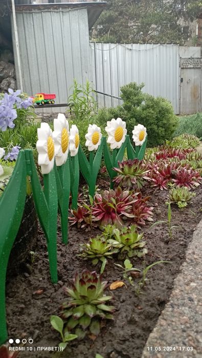 Молодило или Каменная роза