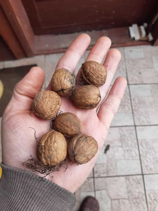 Nuci din anul 2025