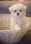 Bichon Maltese  F