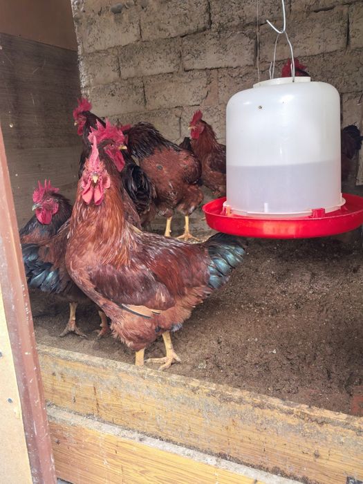 Rhod-Aylend Red (Rhode Island Red) zotiga mansub Xorozlar