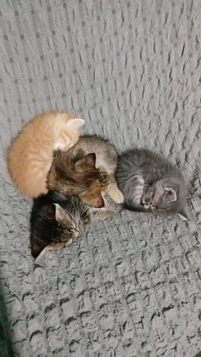 Кошки Мушук болалари текинга хадяга