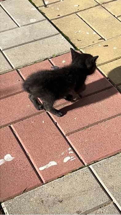 Pisoi draguti pentru adoptie